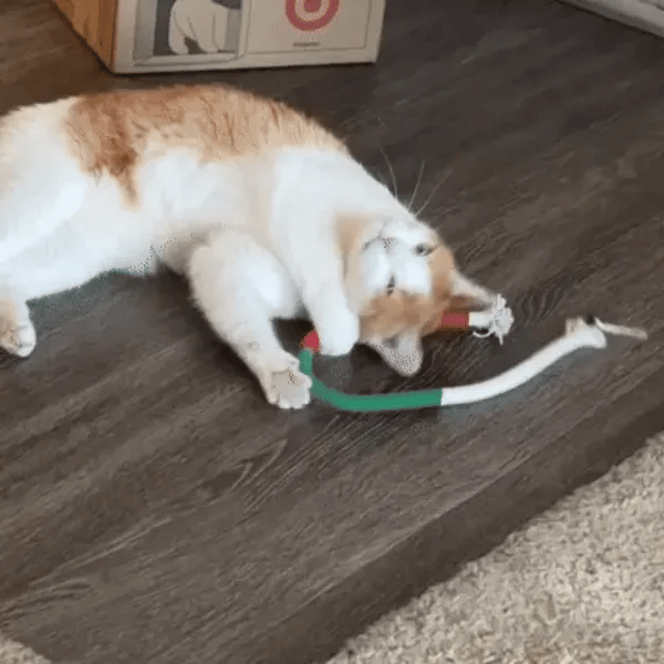 3 + 3 GRATIS HEUTE  KittyKnot™ 