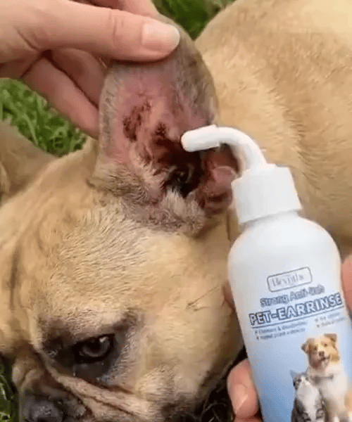 3+2 GRATIS HEUTE  Oticlean™ - Ohrenreiniger für Haustiere