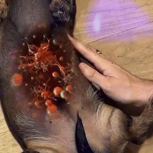 50% RABATT NUR HEUTE  PetVital™ Taurinpulver