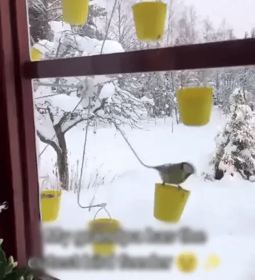 50% OFF TEMPORÄR  TweetTreat™