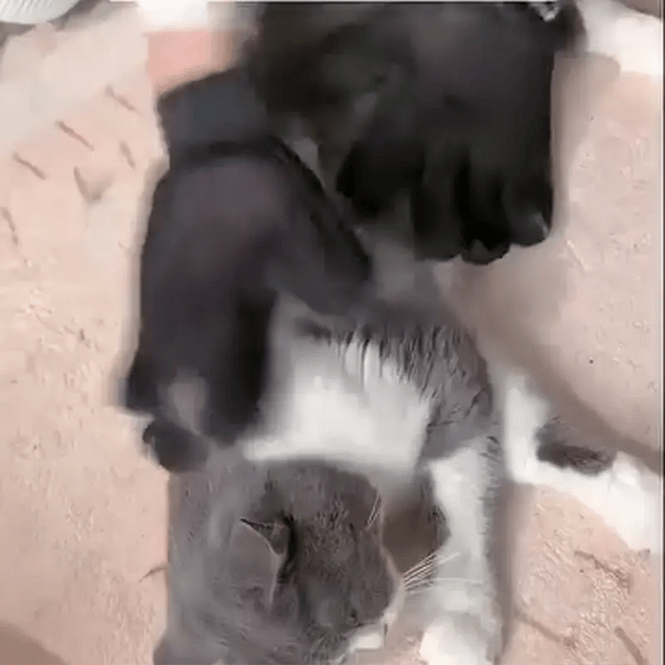 1 + 1 GRATIS HEUTE  VelvaPet™ 