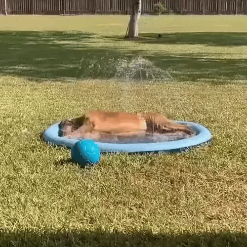 50% OFF TEMPORÄR  SplashPaws™ - Splashpad