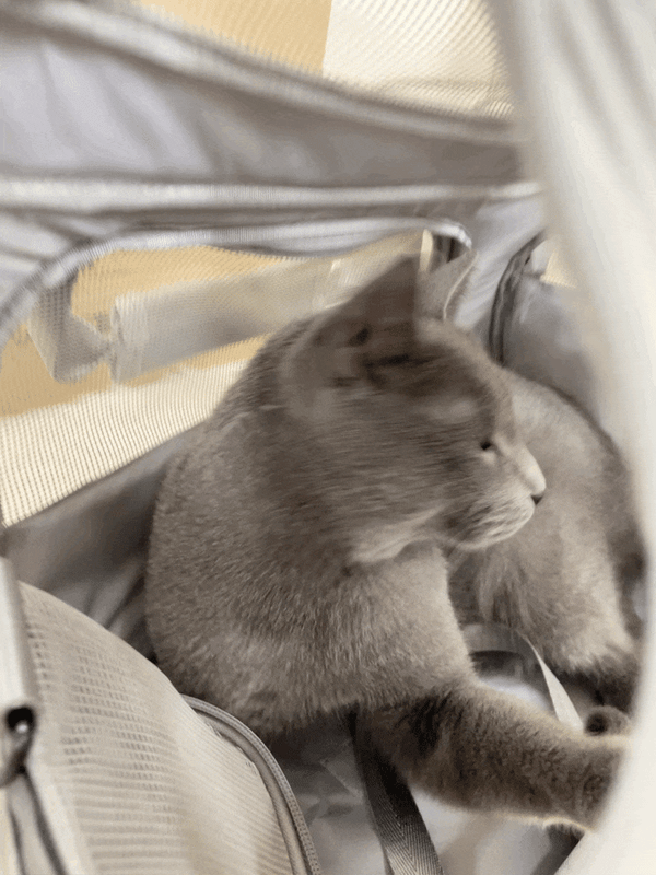 50% RABATT NUR HEUTE  PetVoyage™ - Erweiterbarer Haustier-Rucksack
