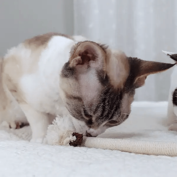 3 + 3 GRATIS HEUTE  KittyKnot™ 